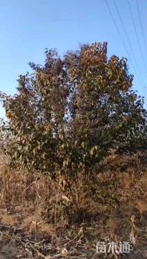 高度500厘米丛生大叶女贞