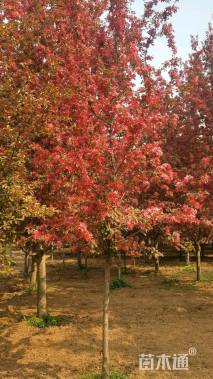 12公分北美海棠