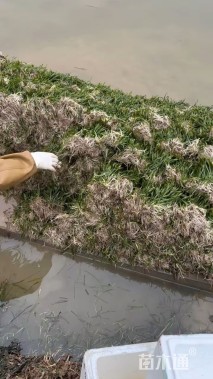 苦草