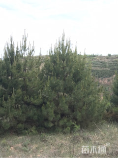 高度700厘米油松