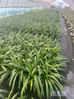 高度25厘米百子莲