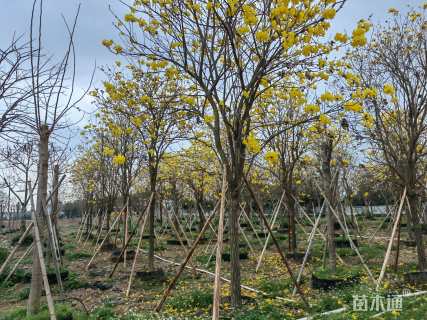 10公分黄花风铃木