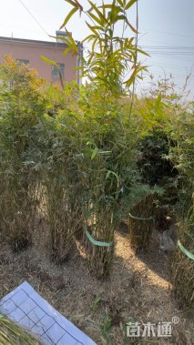 地栽苗观音竹