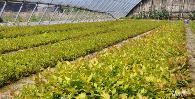 高度180厘米蓝莓