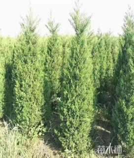 高度140厘米蜀桧
