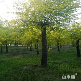 15公分金叶榆