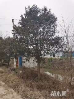 15公分大叶女贞