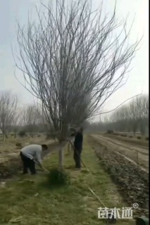 15公分西府海棠