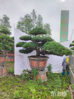 20公分罗汉松