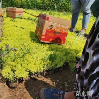 高度30厘米金叶佛甲草