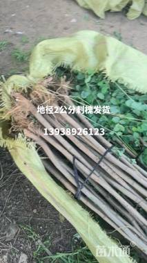 2公分刺槐