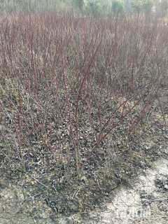 高度60厘米红瑞木