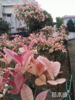 10公分桂花