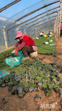 高度3.5厘米青绿苔草