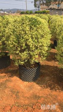 冠幅100厘米银姬小蜡球