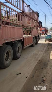 高度4.5厘米福禄考