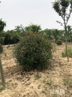 冠幅150厘米红叶石楠球