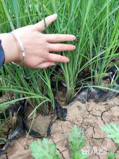 高度40厘米细叶芒