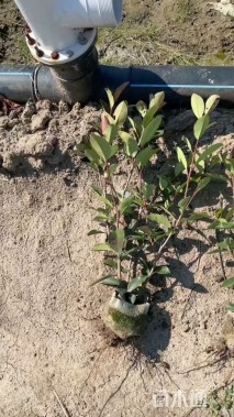 0.7公分红叶石楠