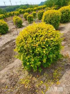 冠幅100厘米金叶榆球