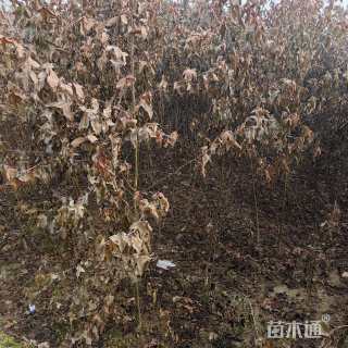 1.5公分枫香