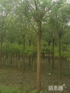 15公分国槐