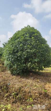 15公分桂花