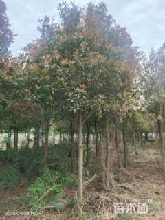 5公分高杆红叶石楠