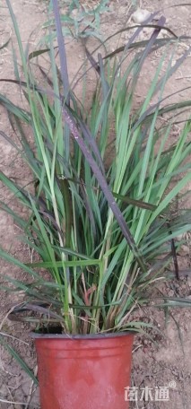 高度70厘米紫叶狼尾草