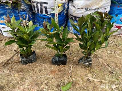 高度25厘米硬枝黄蝉