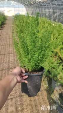 高度40厘米狐尾天门冬