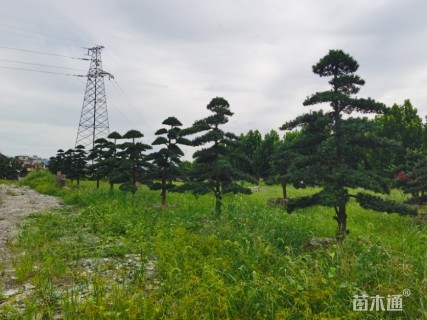 移栽苗造型罗汉松