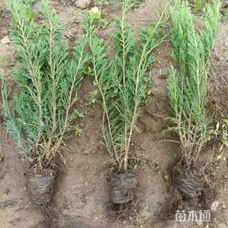 高度30厘米沙地柏