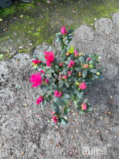 高度22厘米西洋杜鹃