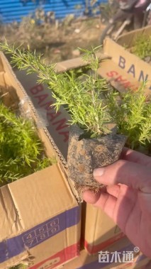 高度20厘米芝樱