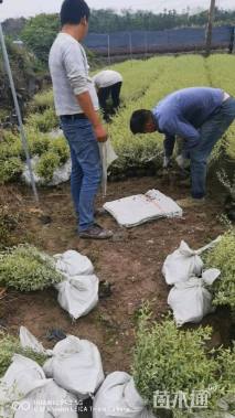 高度30厘米水蜡