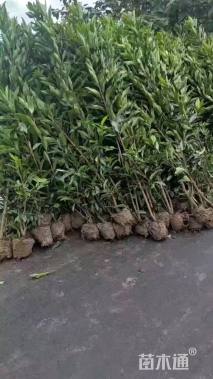 高度200厘米法国冬青