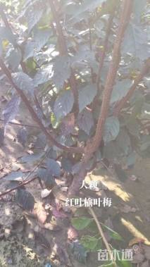 高度400厘米红叶榆叶梅