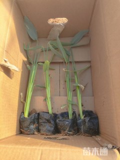 高度25厘米再力花