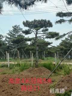 25公分造型油松