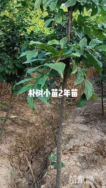 2公分朴树