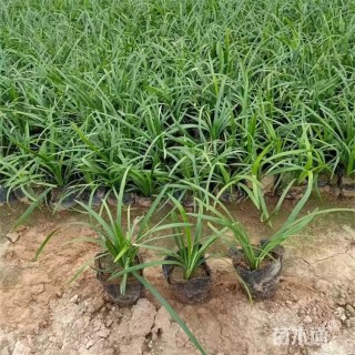 高度18厘米兰花三七草