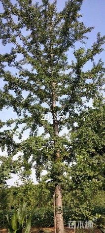 18公分银杏