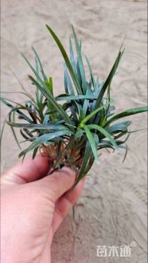 高度8厘米玉龙草