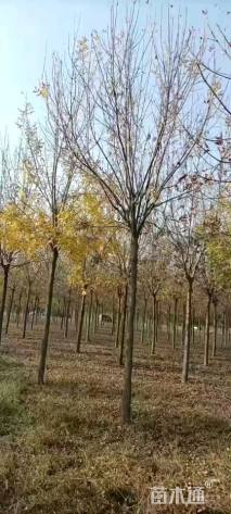 15公分美国白蜡