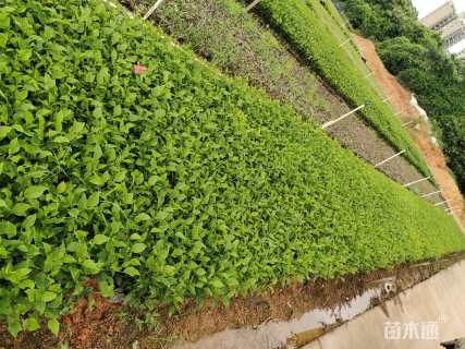高度30厘米大红花