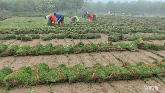 草卷状马尼拉草