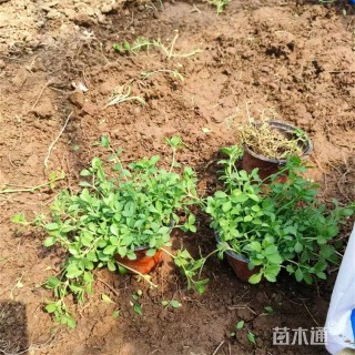 高度20厘米姬岩垂草