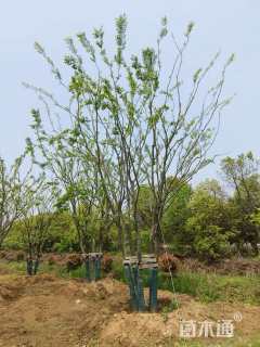 40公分(5杆)丛生朴树