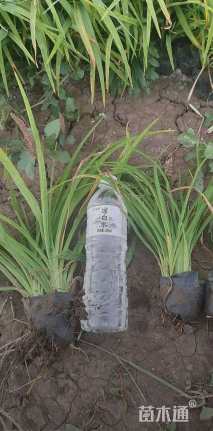 高度30厘米大花萱草